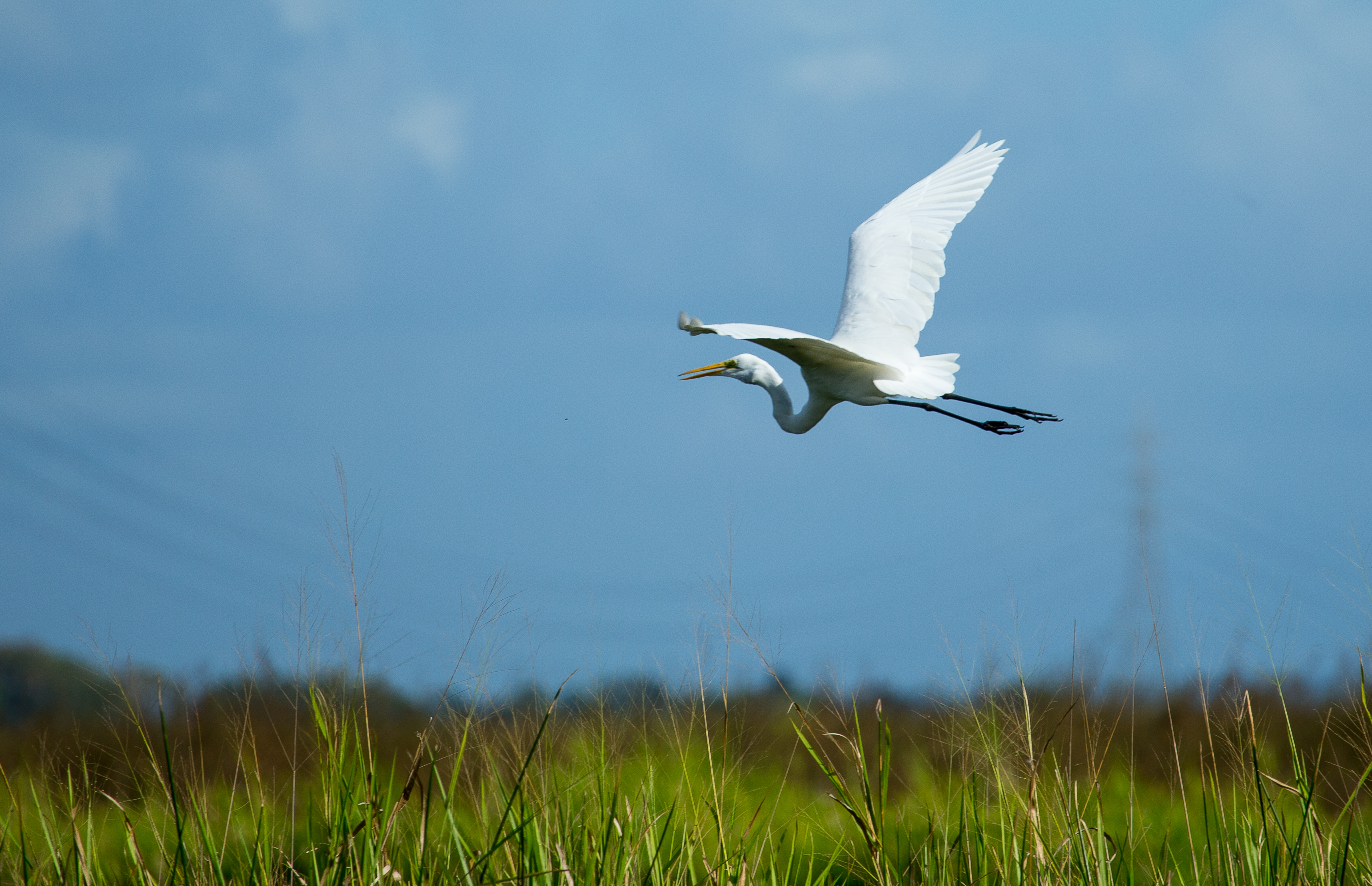 Great Egret